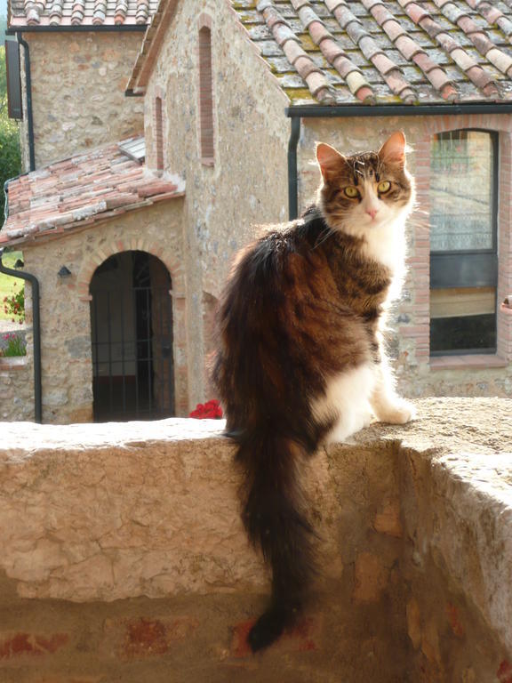 Agriturismo Colli Di Travale Montieri Экстерьер фото
